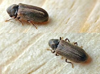 stripet borebille