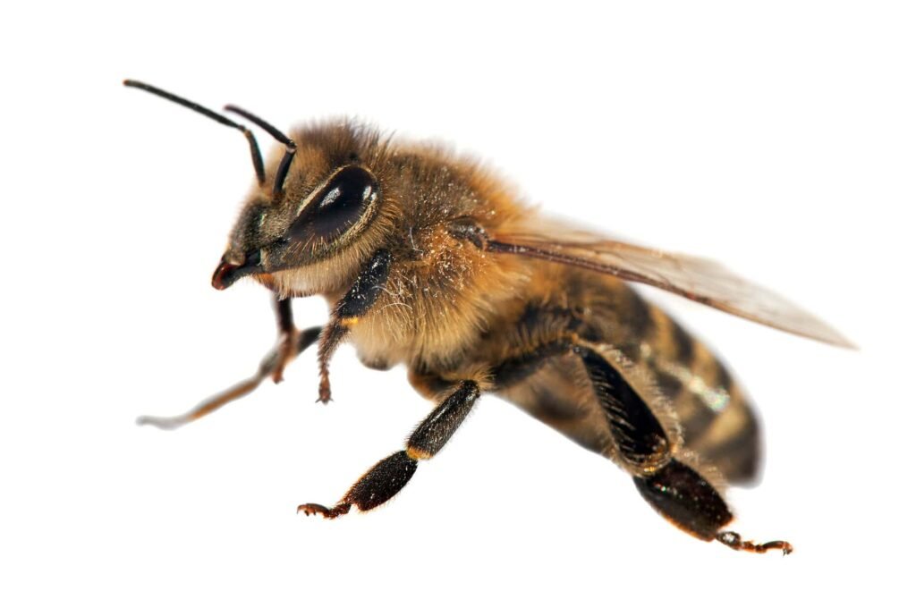 honningbie