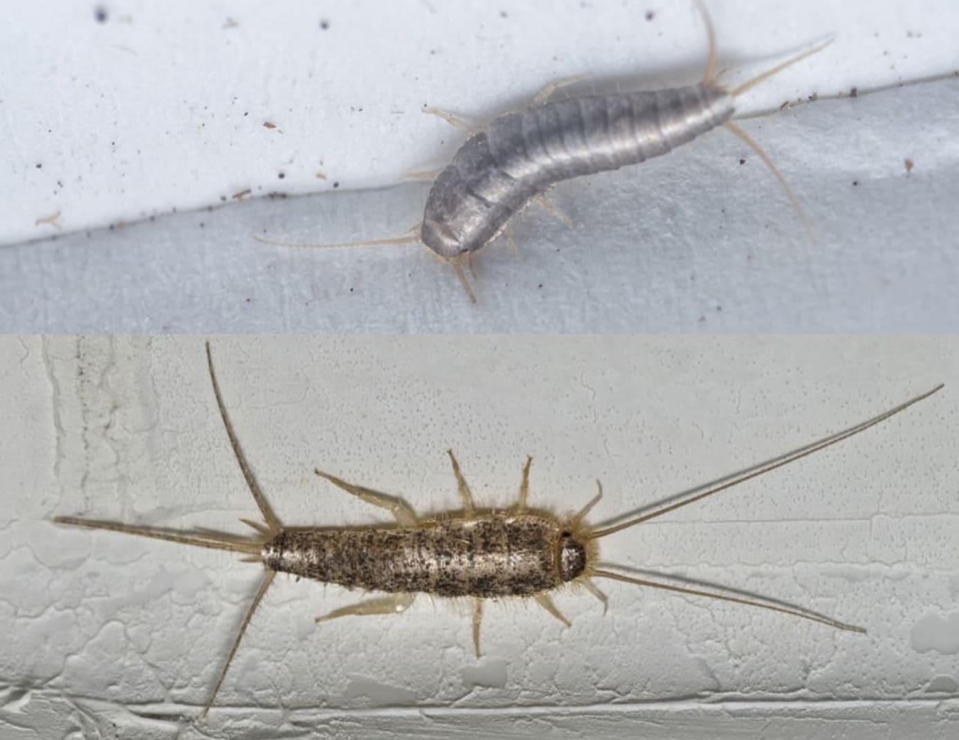 Sølvkre vs skjeggkre